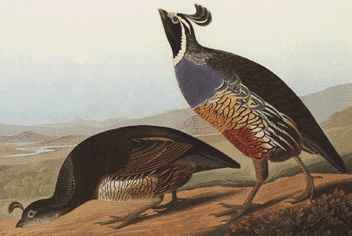 The California Quail